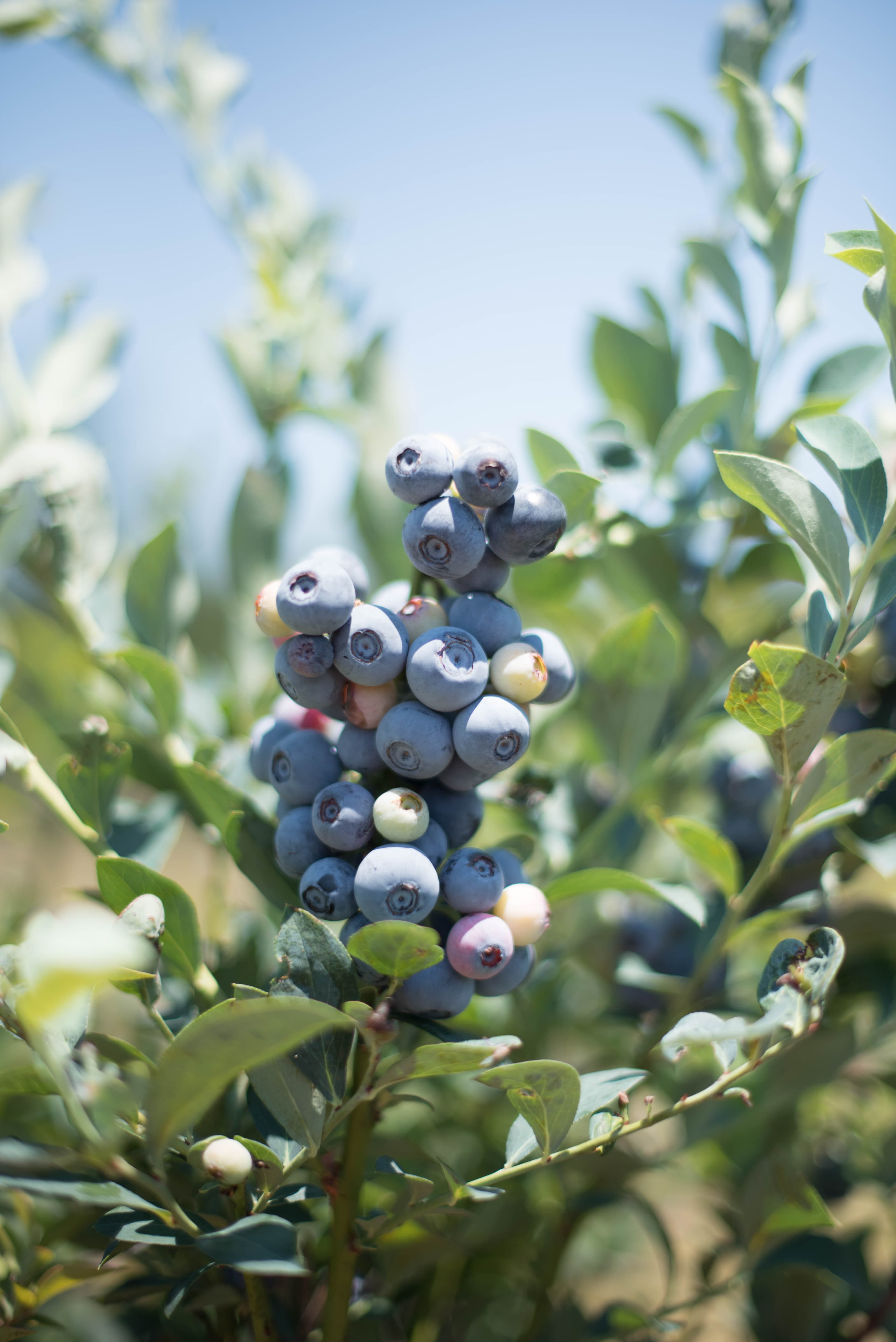 Ripe Blueberries
